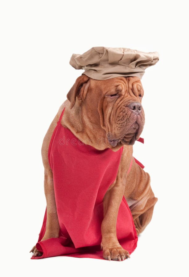Dog Dressed Like Chef With Red Apron And Chef Hat Stock Photo Image of kind, huge 17993806