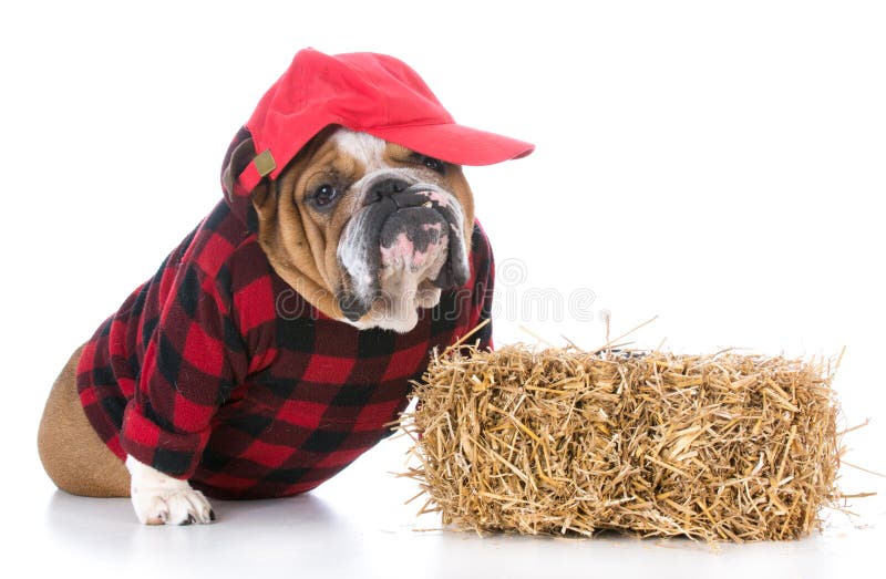 Dog Dressed Up Like Black Cat Stock Photo Image of making, mammal