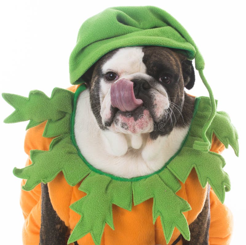 499 Bulldog Pumpkin Stock Photos Free & RoyaltyFree Stock Photos