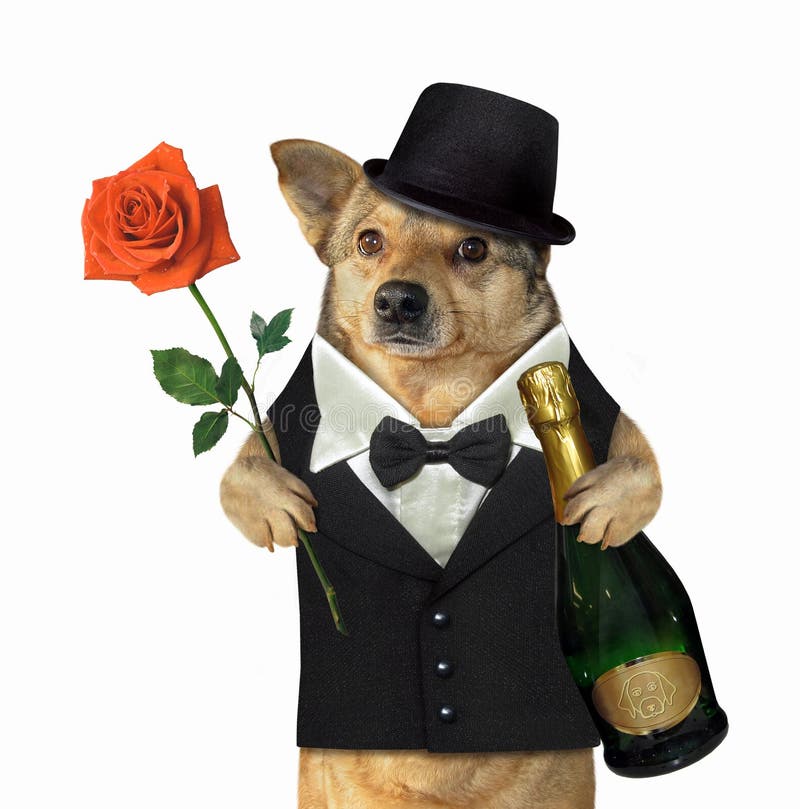 Cat with wine and a rose stock image. Image of bottle - 121723691