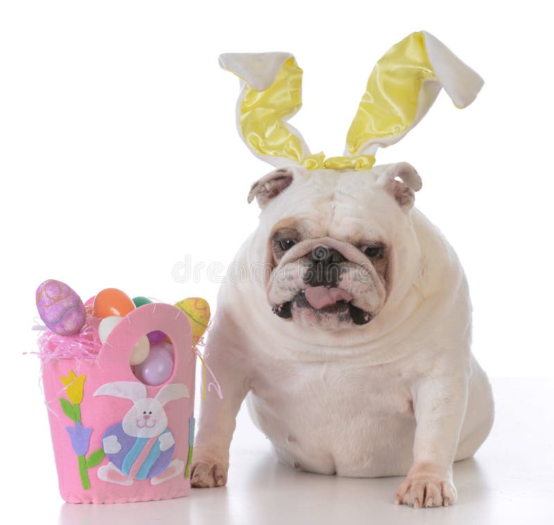 Dog Dressed Up As Easter Bunny Stock Photo Image of pink, basket