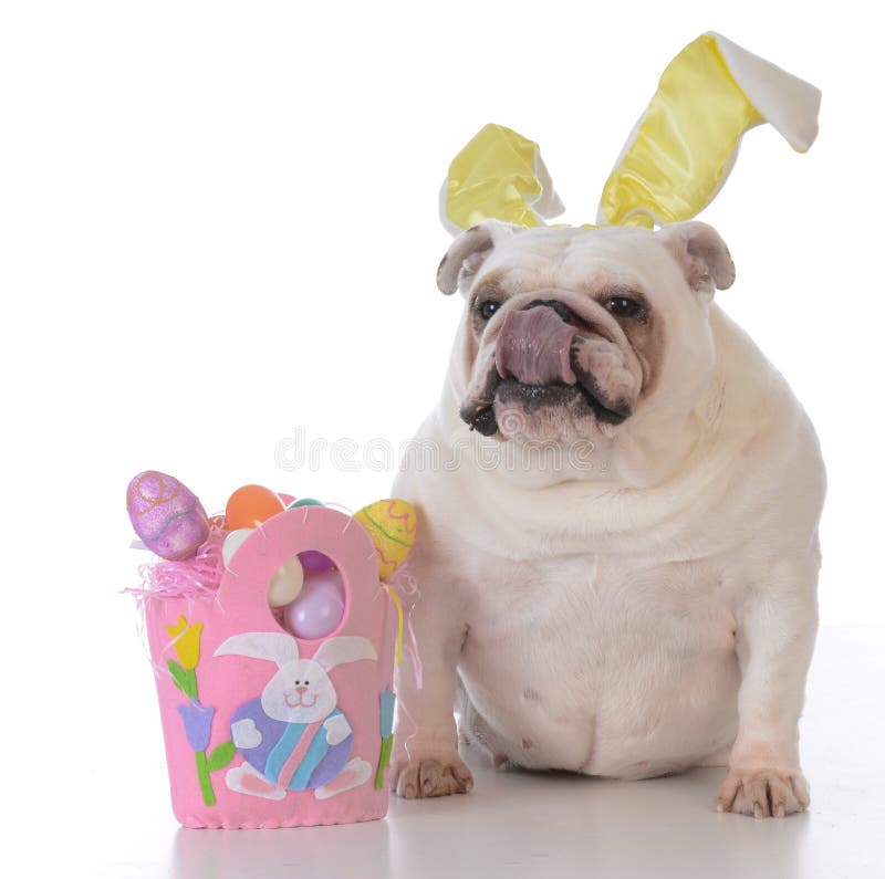 Dog Dressed Up As Easter Bunny Stock Photo Image of pink, basket