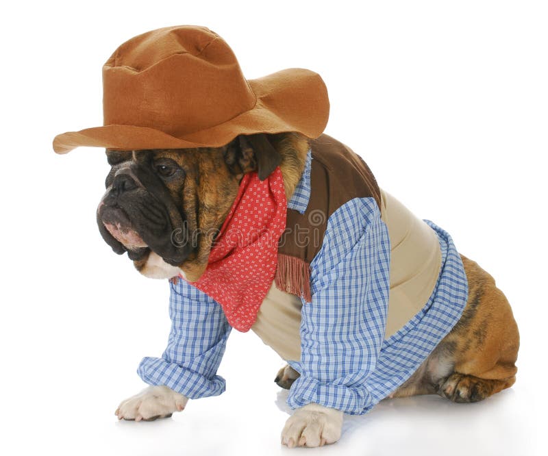 Dog Dressed Up Like A Cowboy Stock Photo Image of paws, scarf 15826214