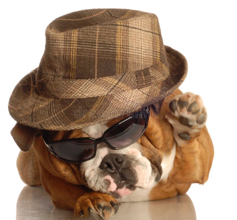 Bulldog dressed up like gangster with hat and sunglasses
