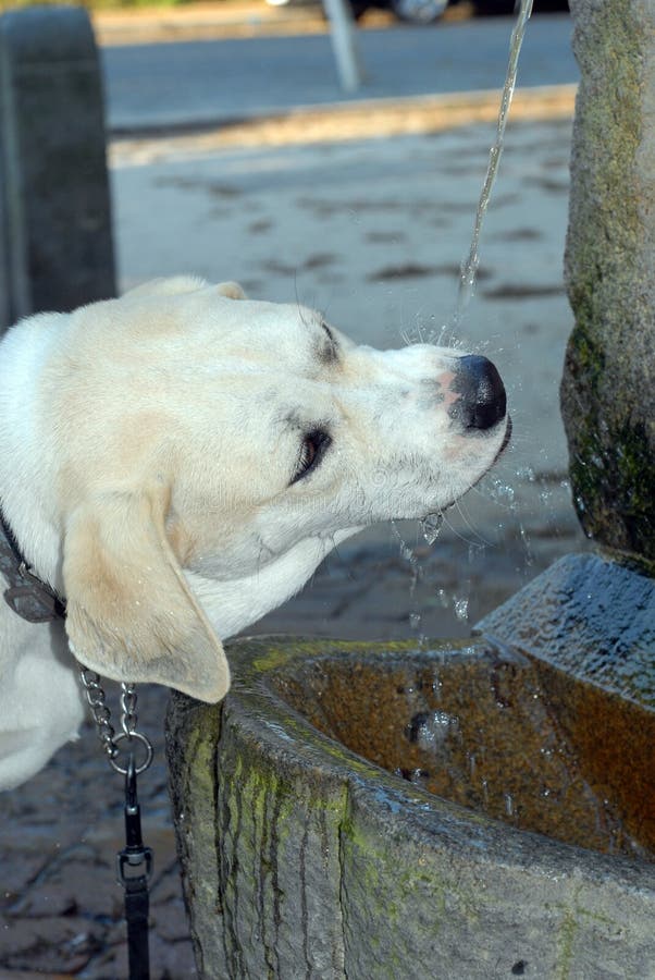 2,826 Dog Fountain Stock Photos Free & RoyaltyFree Stock Photos from