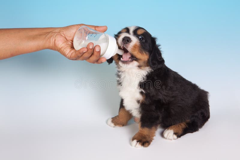 The Misunderstood Concept of Milking a Dog - Why It