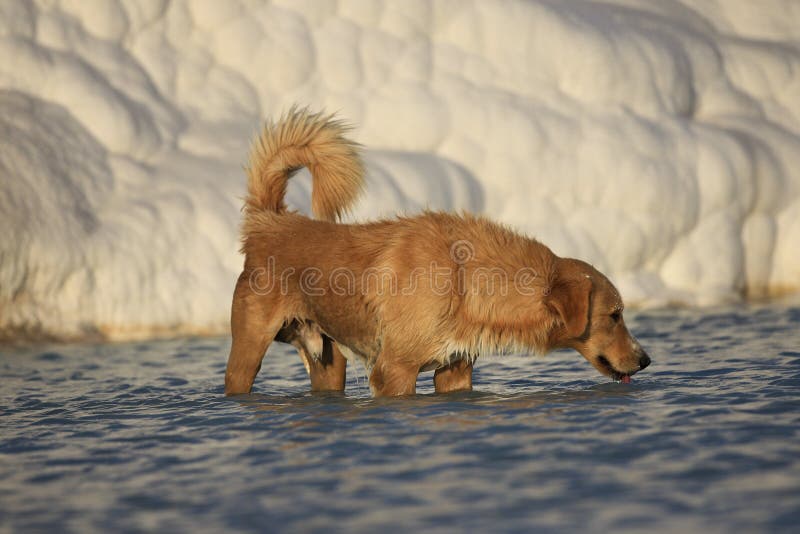 Dog drinking in Pamukkale Turkey