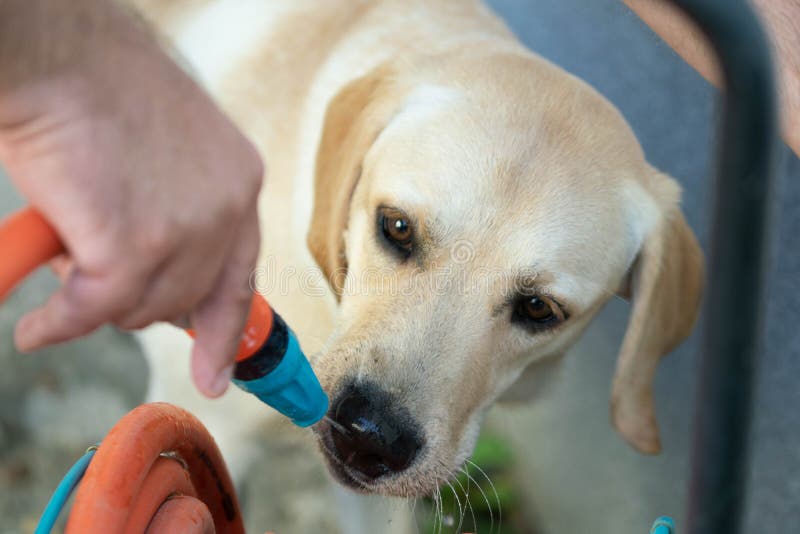 Labrador Drinks Stock Photos Free & RoyaltyFree Stock Photos from
