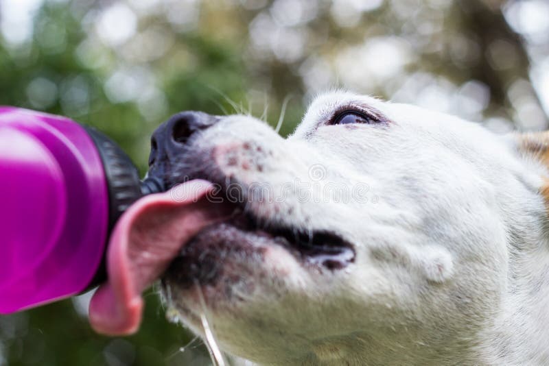 Dog Drinking Water from a Bottle Stock Photo Image of emotion