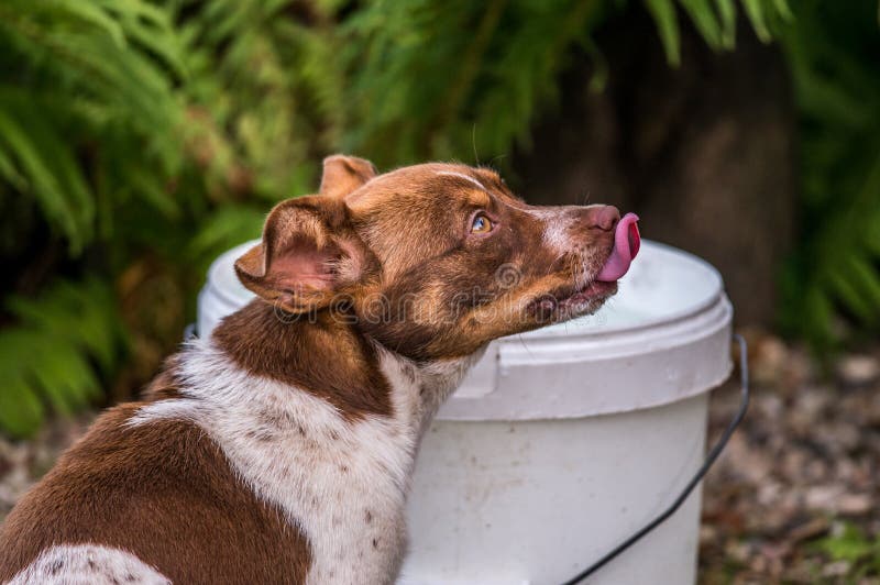 Dog Drinking Water In Nature Stock Image Image of black, water 114830261