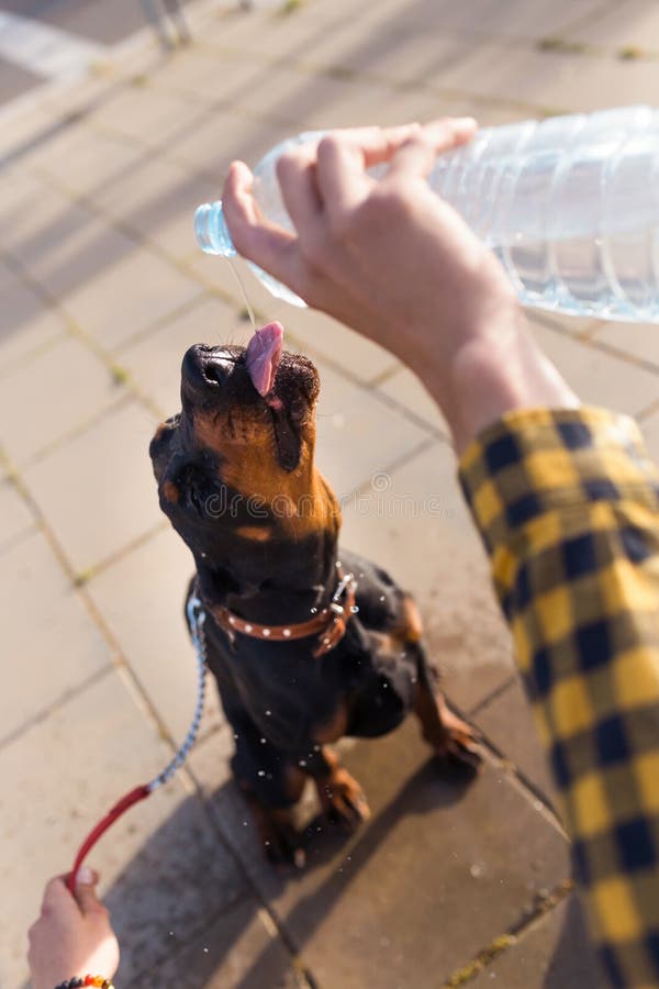 Dog Drinking Water from the Plastic Bottle in the Park. Stock Photo