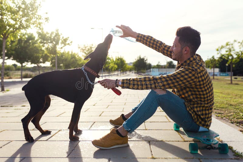 Dog Drinking Water from the Plastic Bottle in the Park. Stock Photo