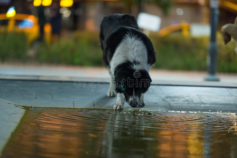 Dog drinking water stock photo. Image of drink, lick 178484410