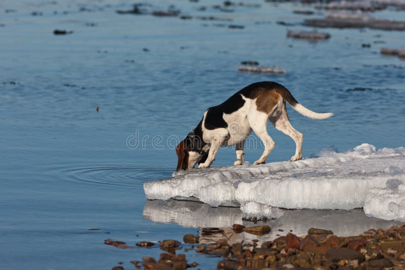 The dog drinks water stock photo. Image of view, pets 24426228