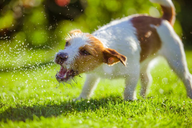 Dog drinks water, spray stock image. Image of motion 43727833
