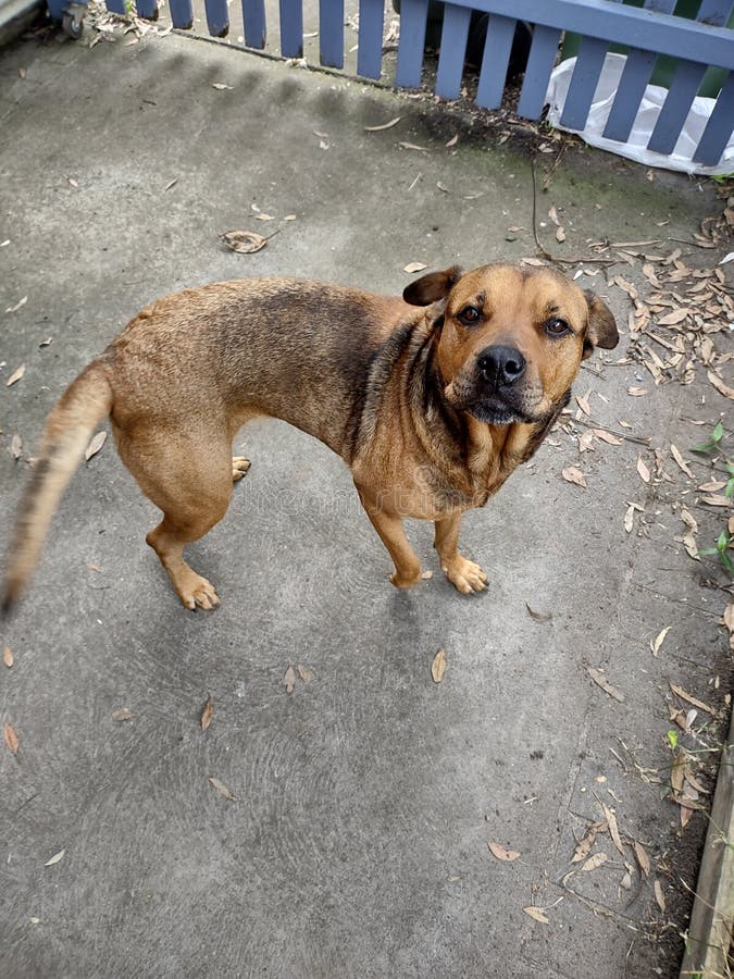 305 Driveway Dog Stock Photos Free & RoyaltyFree Stock Photos from