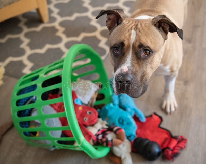 Scooby is a toy lover. He has many baskets of toys, and when he wants you to join him, he'll dump the basket and give you the puppy eye look. Scooby is a toy lover. He has many baskets of toys, and when he wants you to join him, he'll dump the basket and give you the puppy eye look.