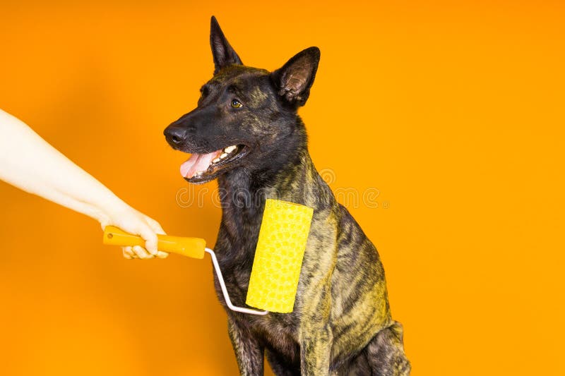 Dutch Shepherd Playing Stock Photos Free & RoyaltyFree Stock Photos