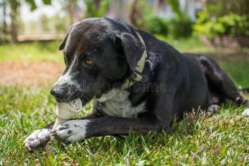 Dog eat bone on meadow. stock photo. Image of reward 252590336