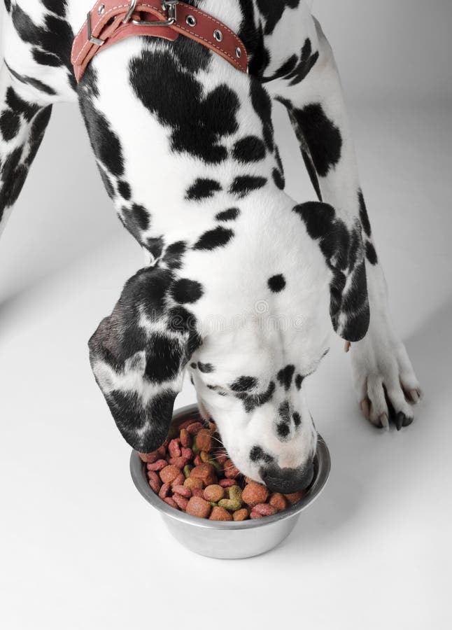 Dog eat dalmatian stock image. Image of expo, dalmatian