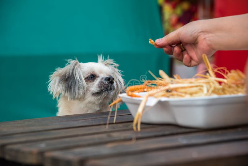 Dog eat a prawn fried shrimp salt feed pet owner