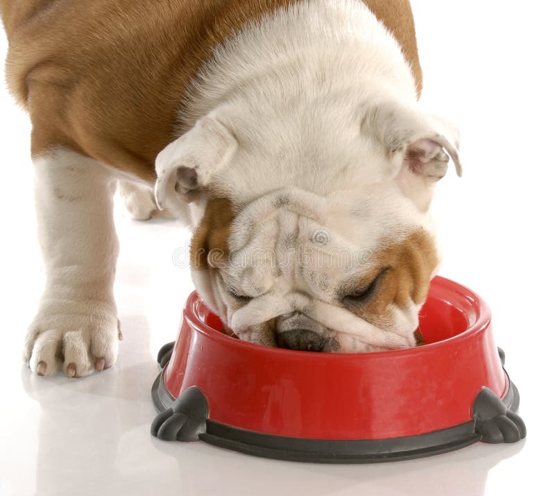 what can english bulldogs eat