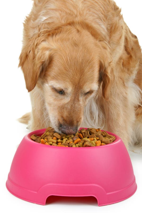 Dog eating stock image. Image of food, eating, bowl, retriever 15371595