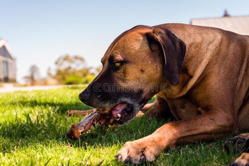 Dog Eating Bone Stock Images Download 1,639 Royalty Free Photos