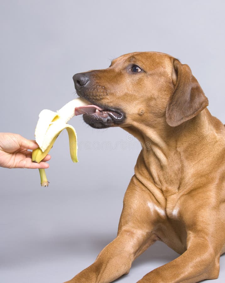 Можно собакам давать бананы. Собака банан. Пес банан. Фото собаки в банане. Рыжая собака и банан.