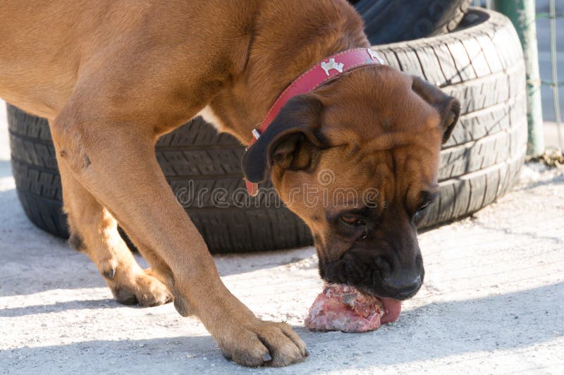 Dog eating a bone