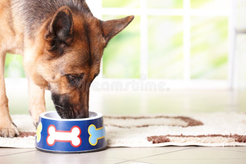 Dog eating from bowl