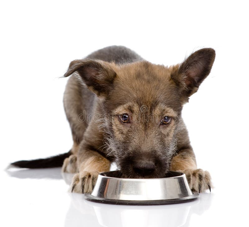 Dog eating food from dish. isolated on white background stock photo Dog eating food from dish. isolated on white background stock photo