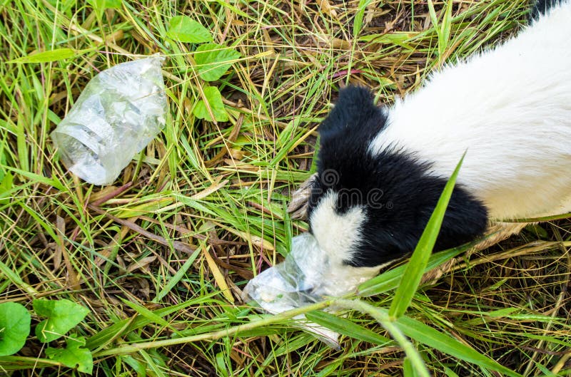 Dog Eating Food in Plastic Bag Stock Image Image of outdoor, animal