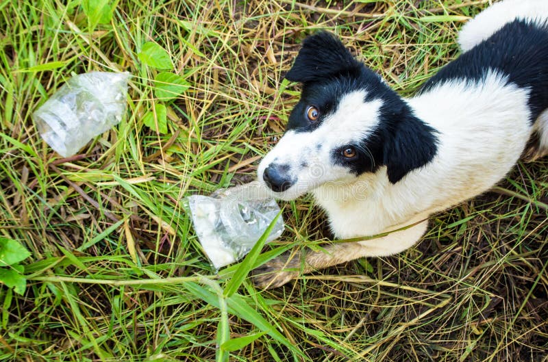 Dog Eating Food in Plastic Bag Stock Image Image of mammal, eating