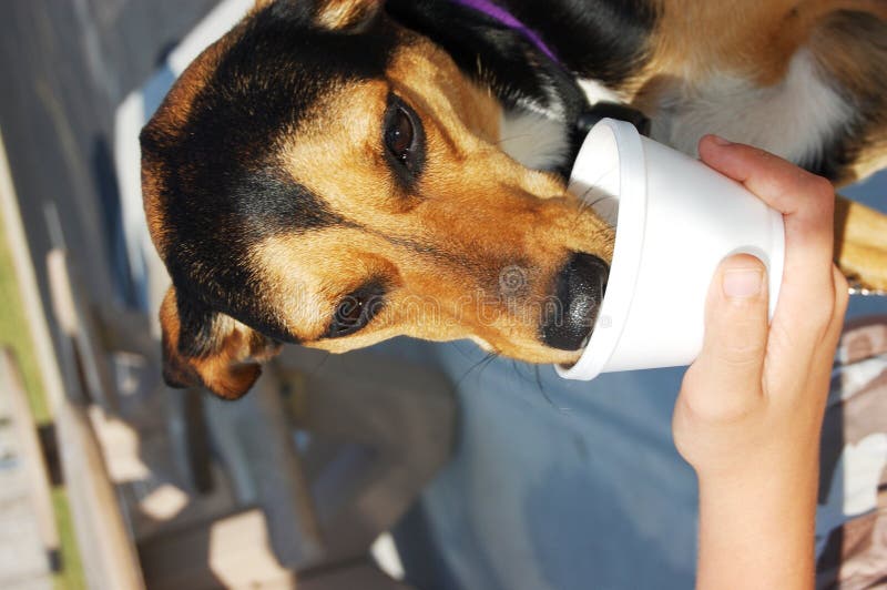 Is Coffee Ice Cream Bad For Dogs