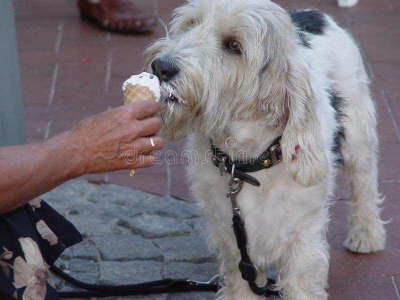 Dog eating icecream stock image. Image of standing, licking 16509