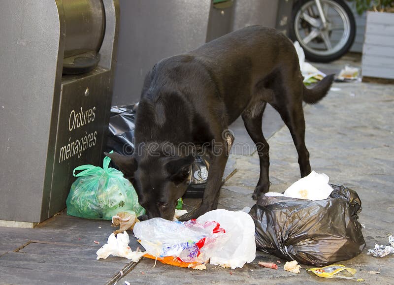 Dog eating litter editorial stock image. Image of ...