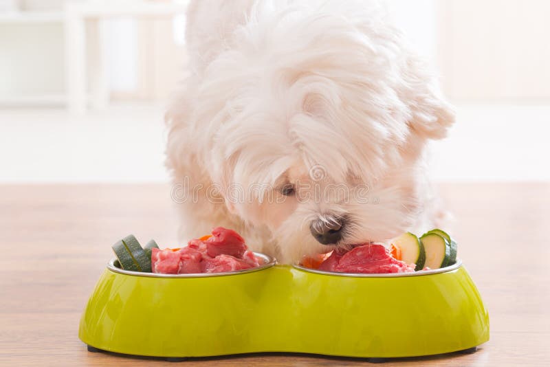 Dog eating natural food from a bowl