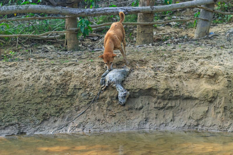 A Dog Is Eating A Rotten Animal On The Bank Of The River Photo Of The a-dog-is-eating-a-rotten-animal-on-the-bank-of-the-river-photo-of-the