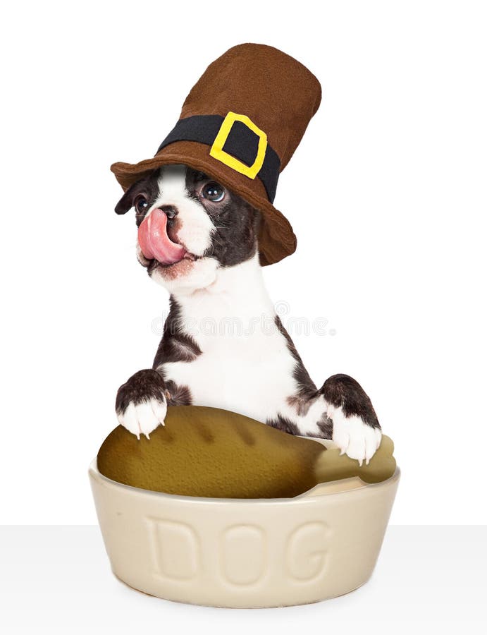 Funny young dog wearing a pilgrim hat and licking his lips while eating a turkey leg for Thanksgiving dinner. Funny young dog wearing a pilgrim hat and licking his lips while eating a turkey leg for Thanksgiving dinner