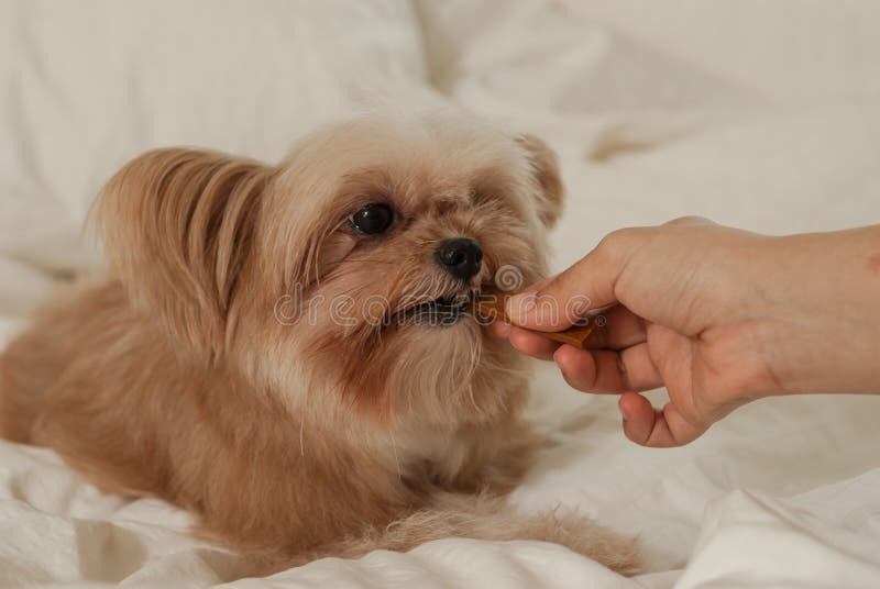 Dog Eating Treat in Hand. Cute dog eating treat in human hand stock image