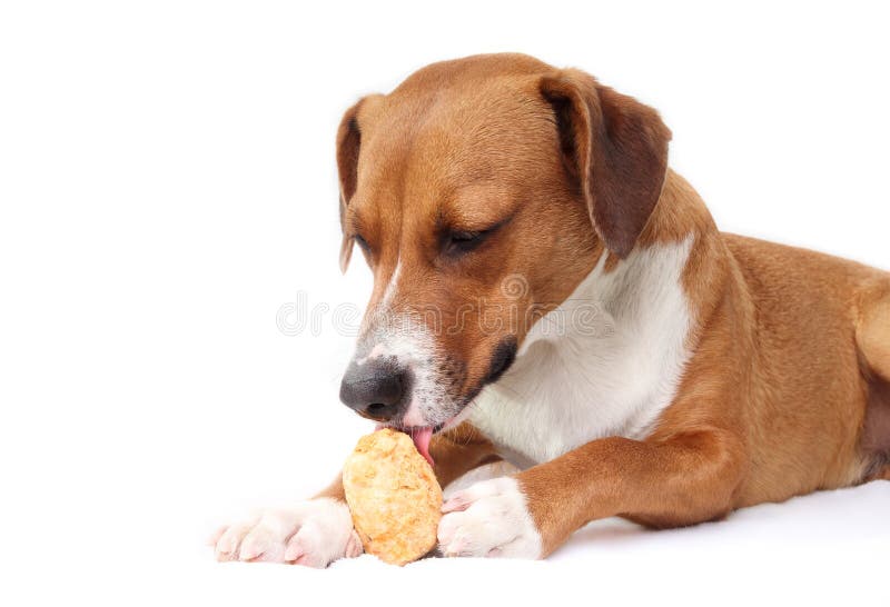 Dog Eating Yak Cheese Puff. Stock Photo Image of microwave, paws 274218944