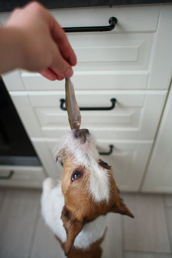 The Dog Eats Fish. Pet in the Kitchen Stock Photo Image of hunger