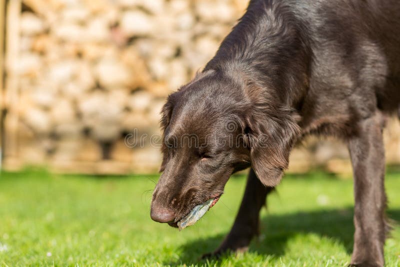 Dog eats fish stock image. Image of healthy, carnivore 52567841