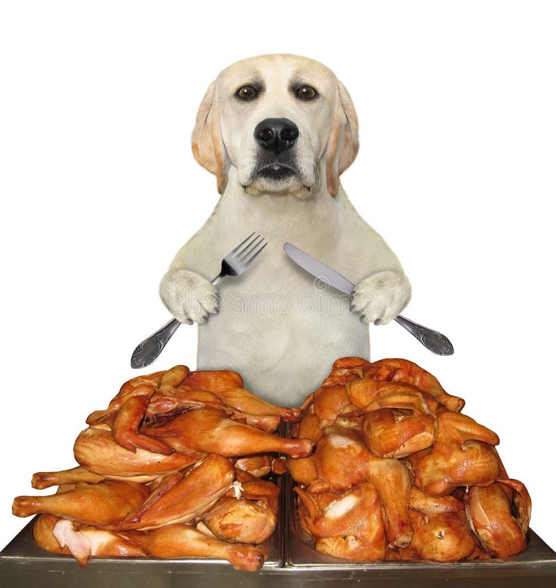 Is Too Much Chicken Bad For Dogs is-too-much-chicken-bad-for-dogs