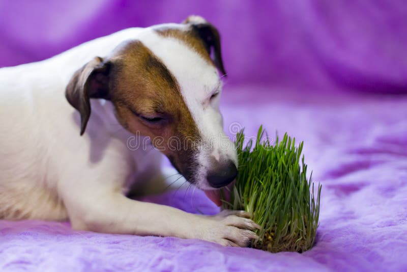 Зачем собака есть траву. Собака ест траву. Собака кушает траву. Трава которую едят собаки. Овчарка ест траву.