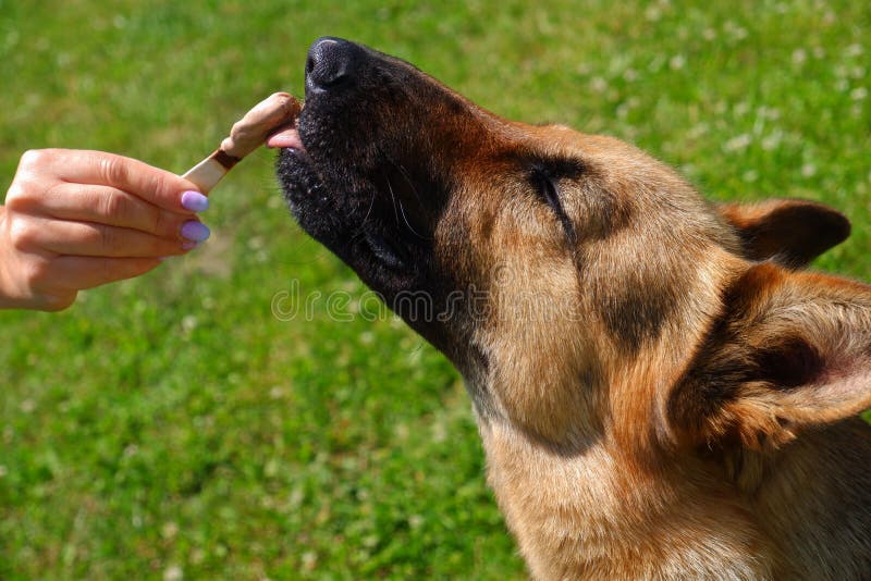 3dRose Funny Cute Australian Shepherd Dog Eating Ice Cream Cone Tile 4 x 4 