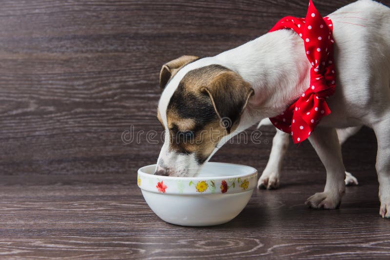 Dog eats from a plate stock photo. Image of plate, beautiful 95099202