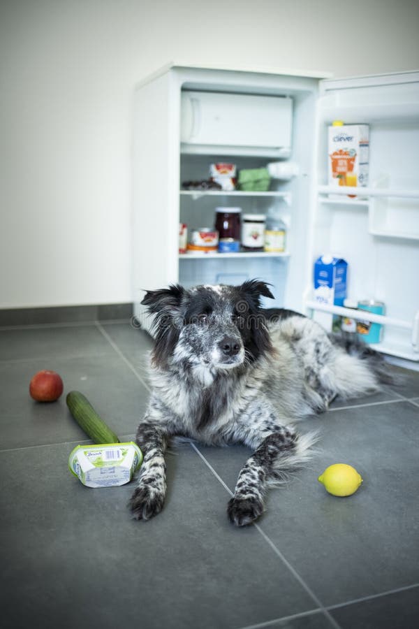 Mixed Breed Dog Steals Food from the Fridge. Stock Image Image of
