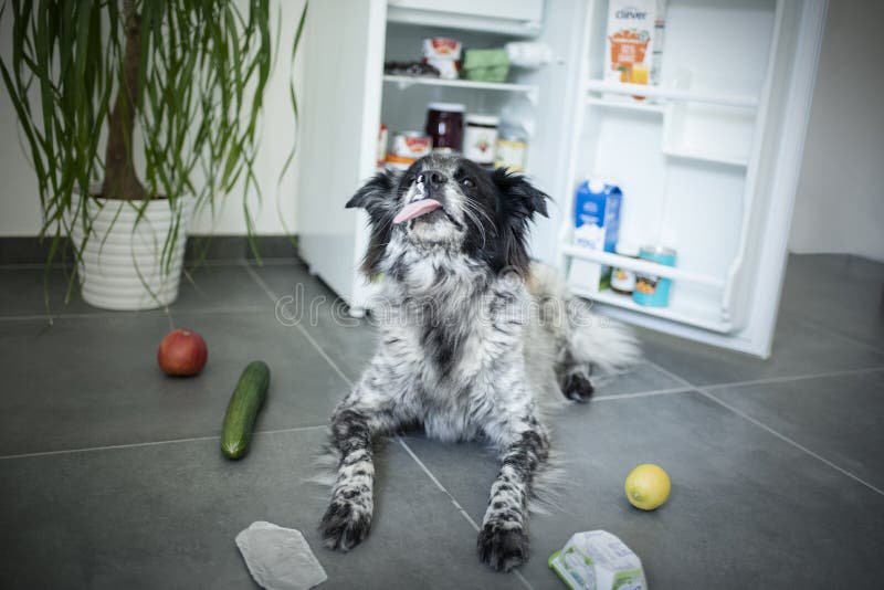 Mixed Breed Dog Steals Food From The Fridge. Stock Photo Image of